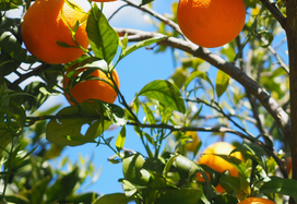 orange trees