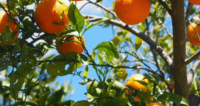 orange trees