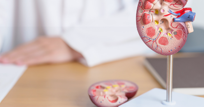 doctor with kidney adrenal gland anatomy model