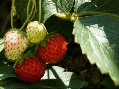 Sustainable plant-based solutions in medical nutrition