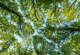 tree tops from below