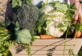 sustainable food