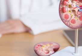 doctor with kidney adrenal gland anatomy model