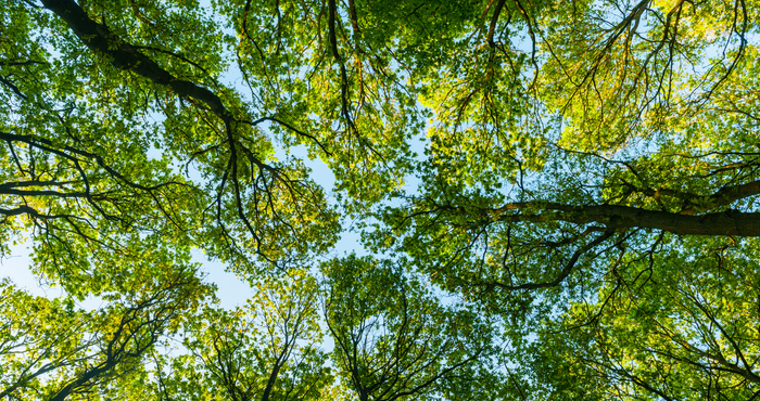 tree tops from below
