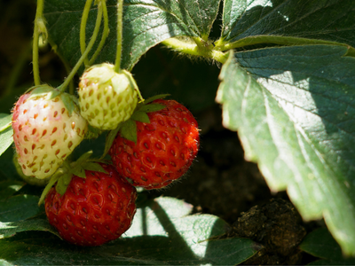 Sustainable plant-based solutions in medical nutrition