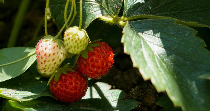 Strawberries growing in a garden