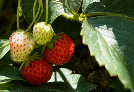 Strawberries growing in a garden